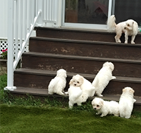 Abby's 2 boys at 1 week